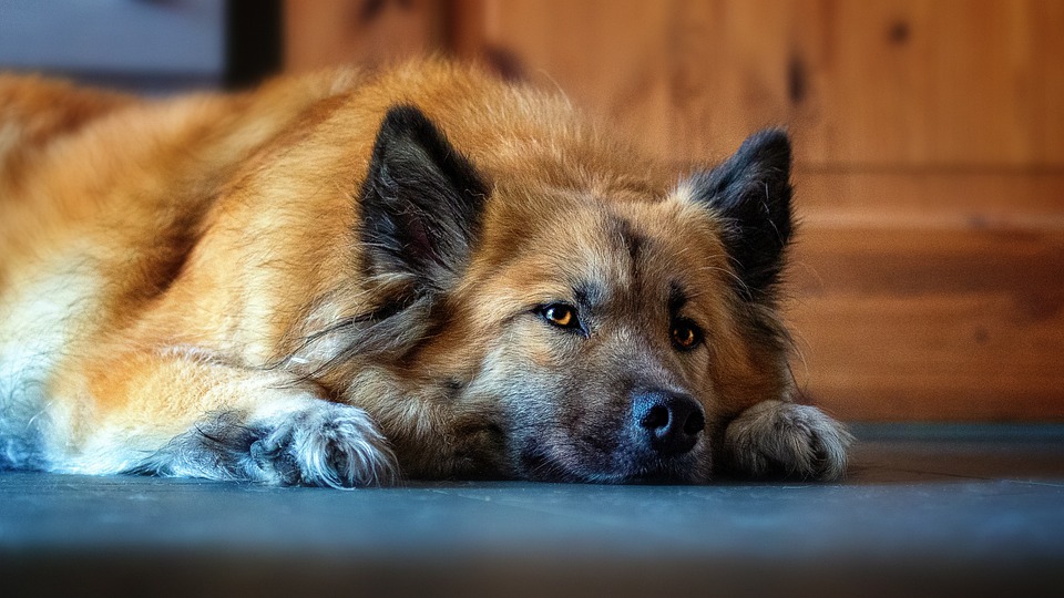 Therapiehund Capo zaubert Lächeln ins Altenheim Kallham