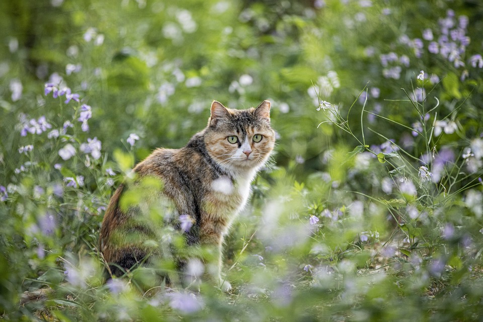 Tierquälerei in Koppl: Katze  Elli  nach Schussverletzung gestorben