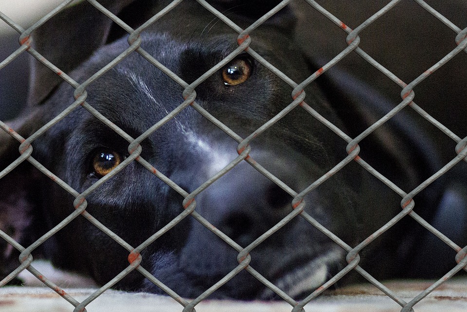 Tierquälerei und Betrug: Gesuchte Österreicherin in Graz festgenommen