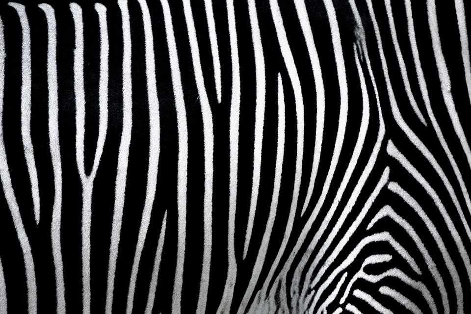 Unfall am Zebrastreifen: 63-jährige Fußgängerin verletzt
