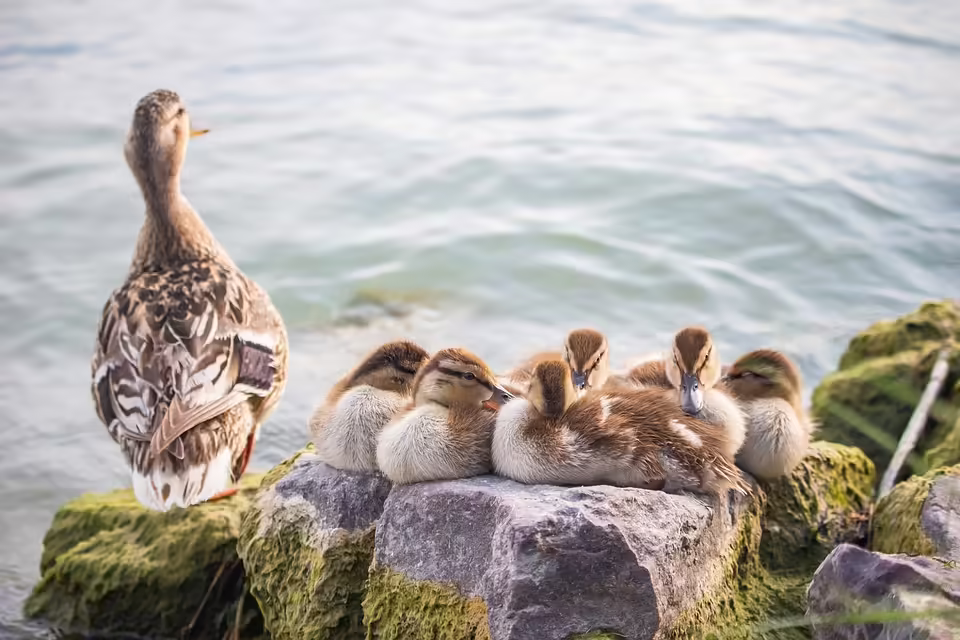 Vogelgrippe-Ausbruch in Amstetten: 189.000 Tiere müssen gekeult werden