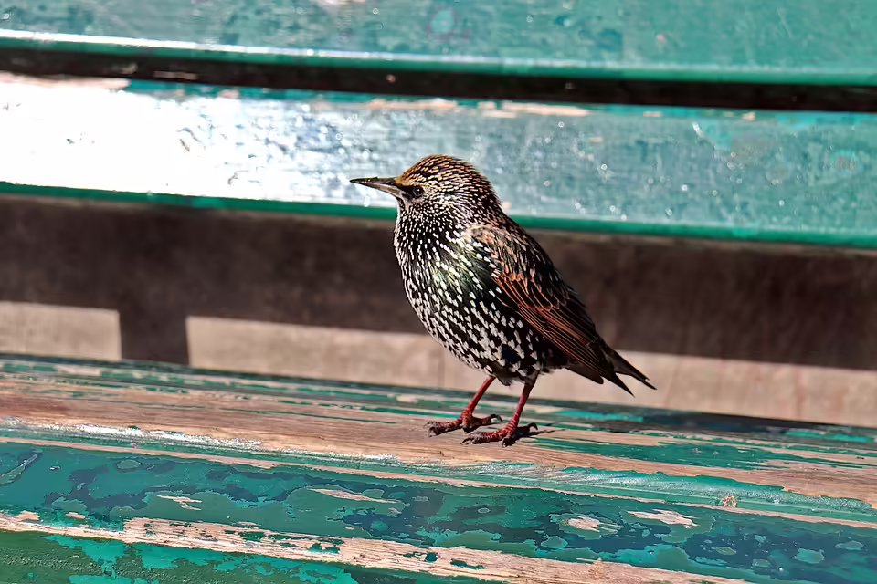 Vogelgrippe: Strengere Maßnahmen in 25 Bezirken Österreichs ab 8. November