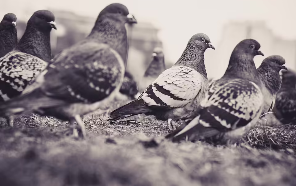 Vogelgrippe: Strengere Maßnahmen und Stallpflicht für Geflügelhalter