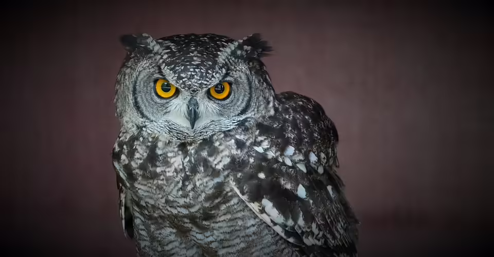 Vogelgrippe im Bezirk Amstetten: 25.000 Tiere müssen getötet werden