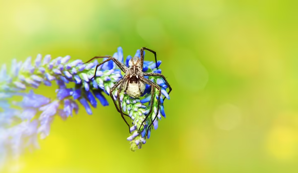 Voitsberg-Stürmer Krienzer:  Gegen Admira gebe ich alles!
