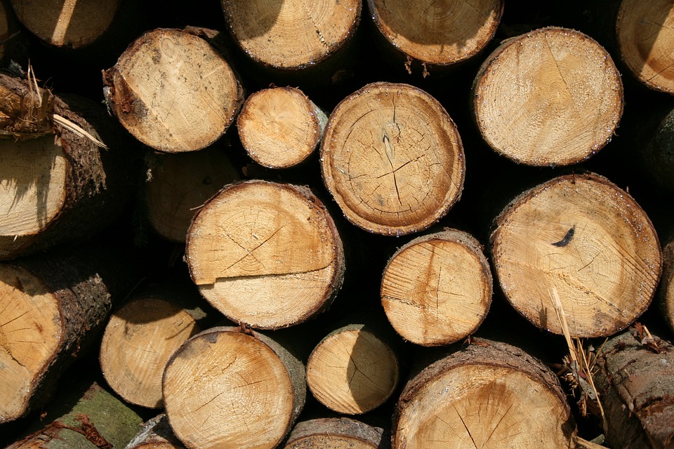 Waldrodung in Gleisdorf: Streitthema für geförderte Wohnungen