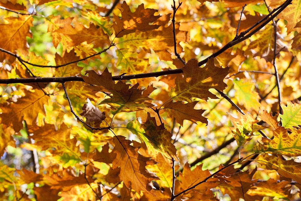 Wettervorhersage Villach: Herbstliche Temperaturen und Schneefall in KW 46