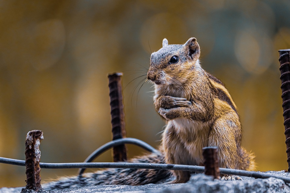 Wie Sie Eichhörnchen, Igel und Vögel im Winter unterstützen können