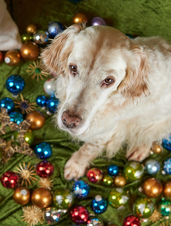 Wien erstrahlt im Weihnachtszauber: Entdecke die festliche Beleuchtung