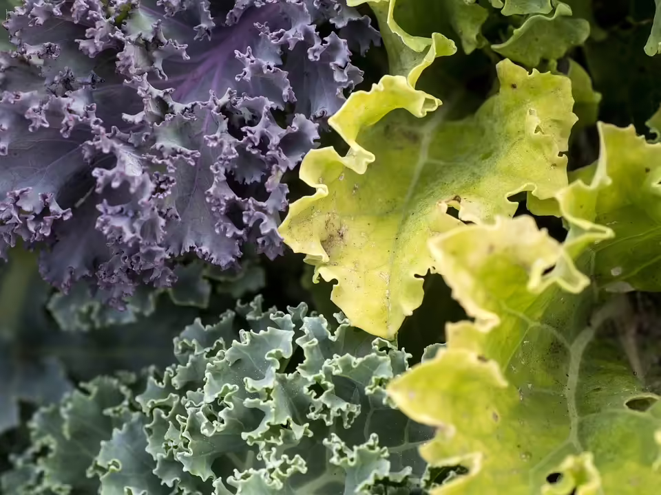 Wintergemüse und Fermentation: Tipps für den heimischen Garten