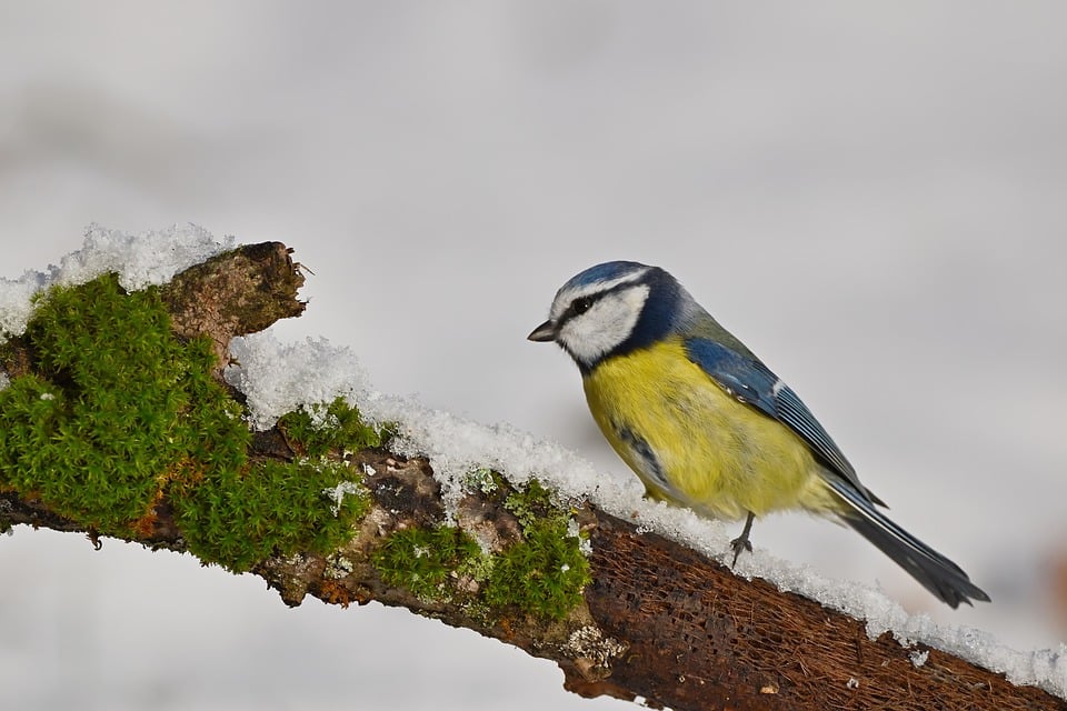 Winterliche Entdeckungsreise: Unvergessliche Ausflüge in Baden-Württemberg