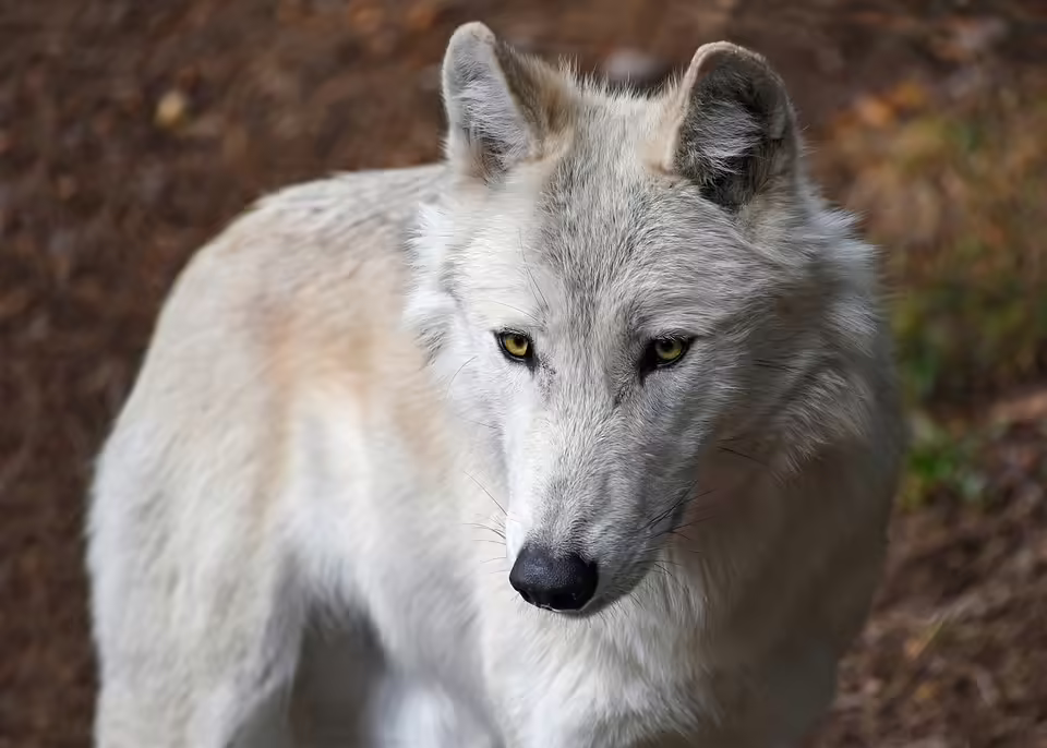Wolf im Gölsental: Jägerschaft und Landwirte fordern Maßnahmen
