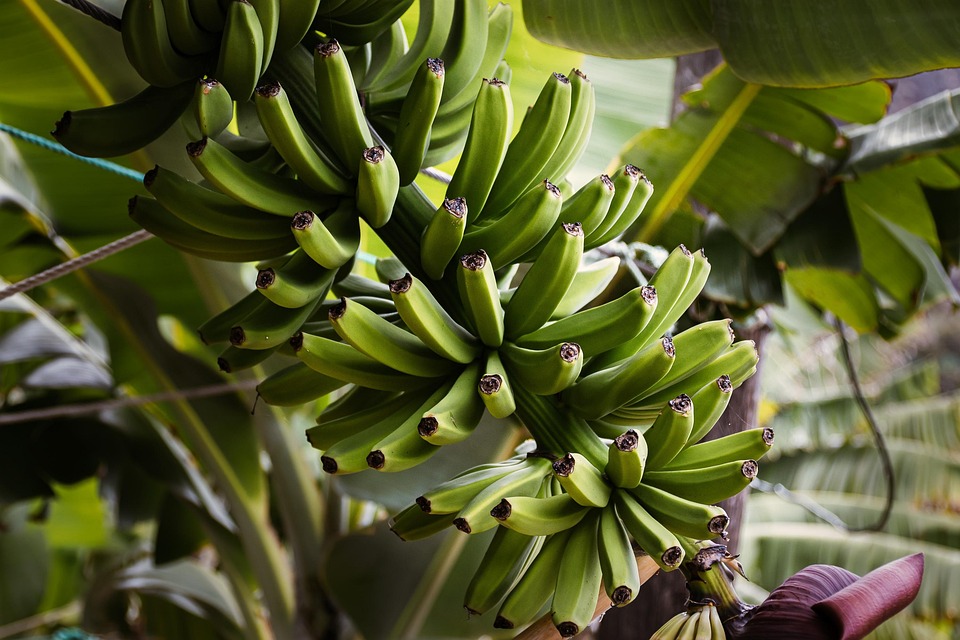 Bananen wachsen nicht in Tokyo, sind aber trotzdem ein Stadtsymbol