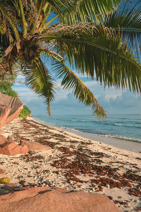 Luxus-Resort auf Seychellen: 150 Jahre alte Schildkröte trifft Stars