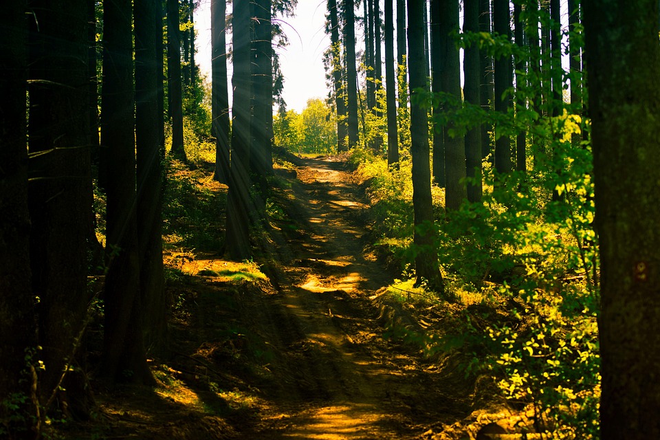 Ein Spaziergang mit Robert Walser: Premiere im Akademietheater!