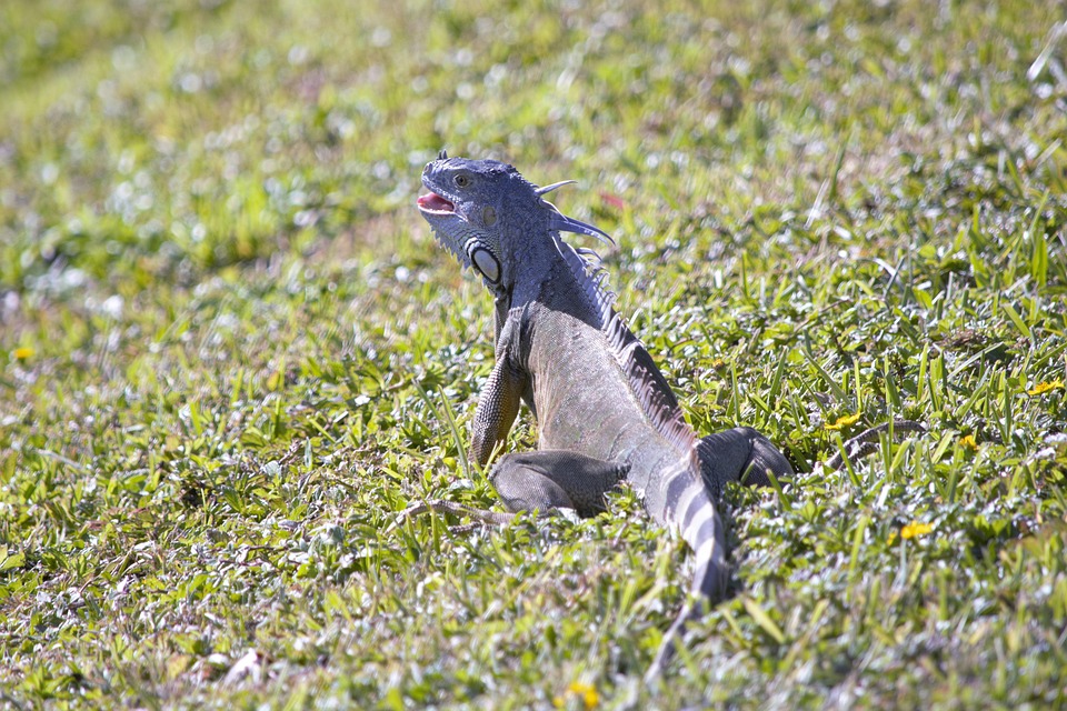Invasive Fische gefährden alpine Seen: Alarmstufe rot für Ökosysteme!