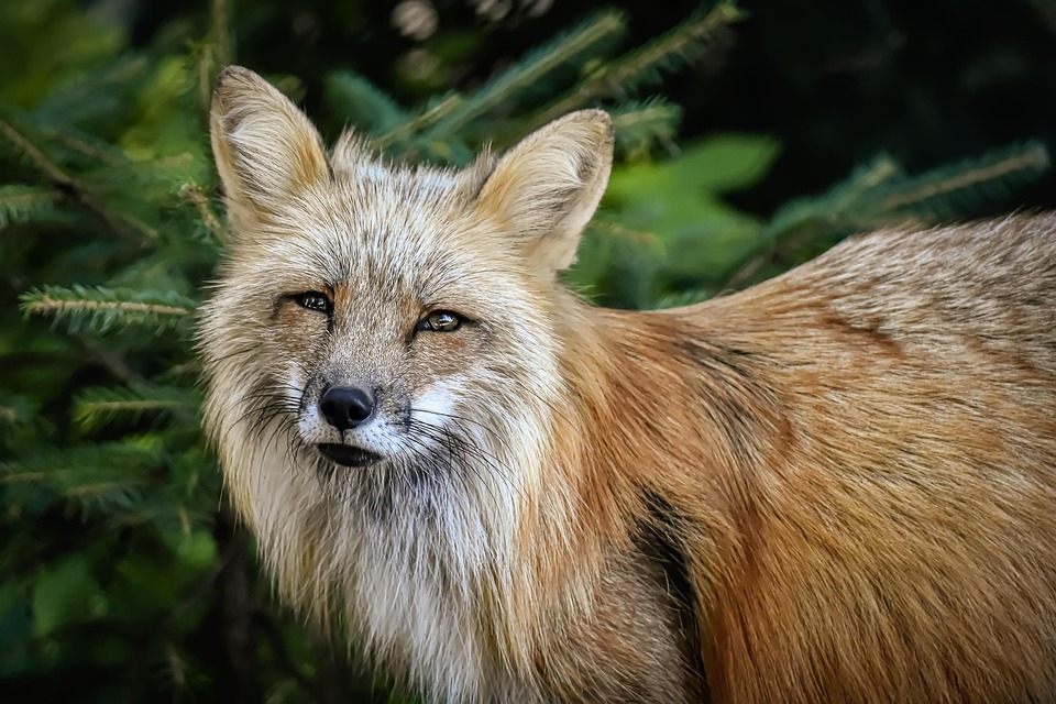 Wiener Wildtiere im Winter: So helfen Sie den Stadtbewohnern!