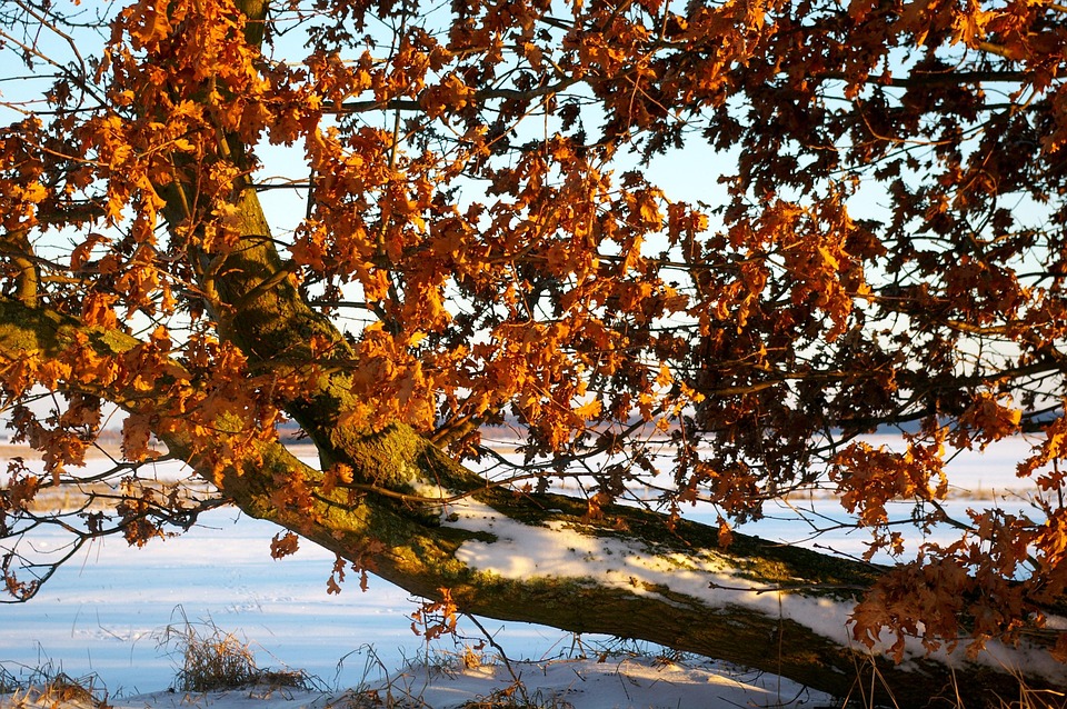 Wintereinbruch: So füttern Sie Vögel richtig und nachhaltig!