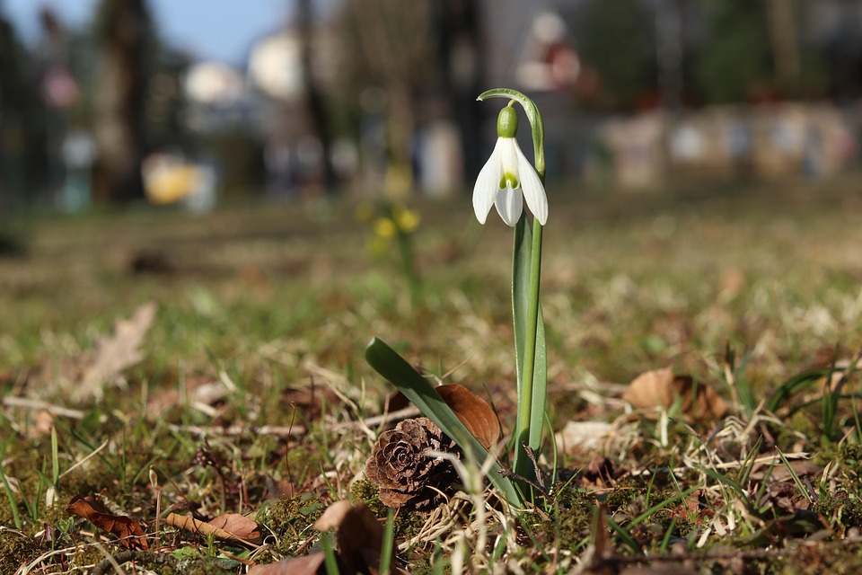 Blumen zum Valentinstag: Trends, Regionalität und Liebe im Fokus