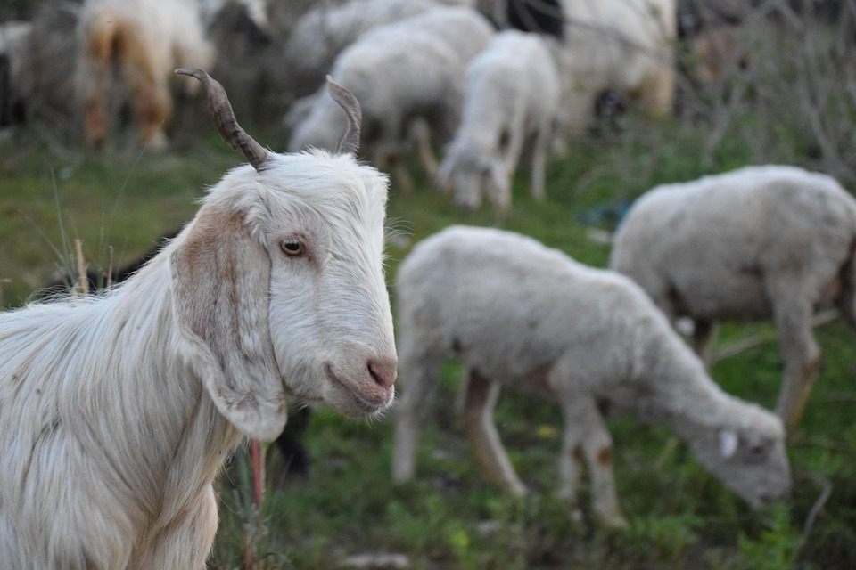 Brotpreise steigen! Landwirte kämpfen ums Überleben in Österreich