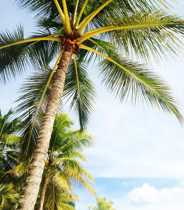 Florida im Kälteschock: Leguane purzeln lebensgefährlich von Bäumen!