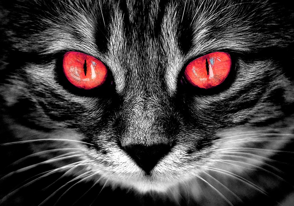Horror in Pawtucket: Schüsse bei Hochzeitsfeier – Drei Tote!