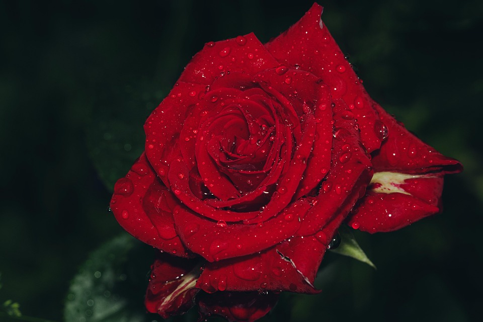 Sandra Hüller in „Rose“: Die mutige Heldin des Dreißigjährigen Kriegs!