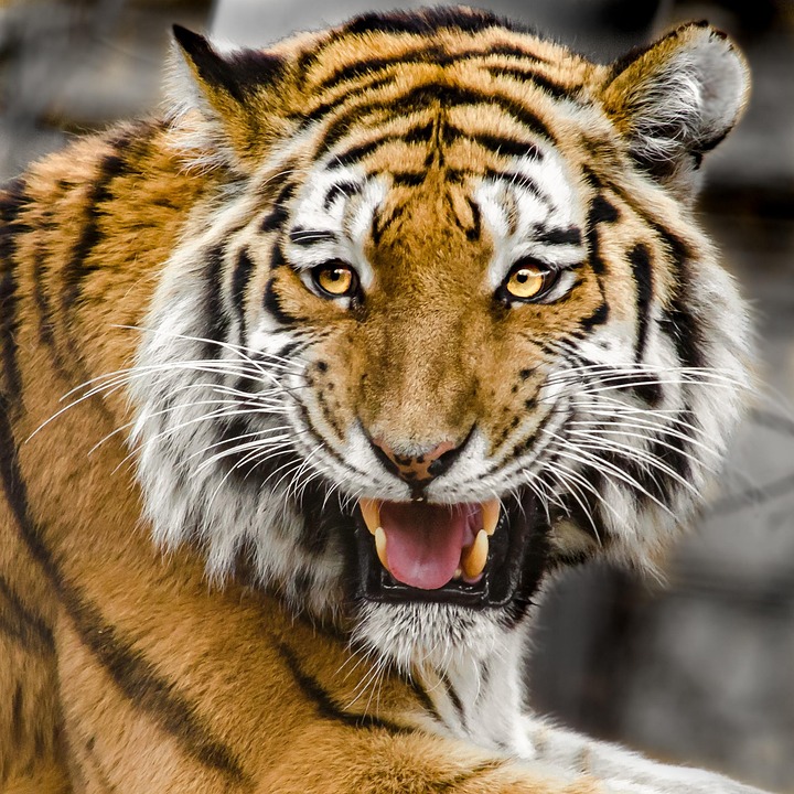 Skandal um Tiger Kingdom: 72 Tiger starben nach mysteriösem Futter!