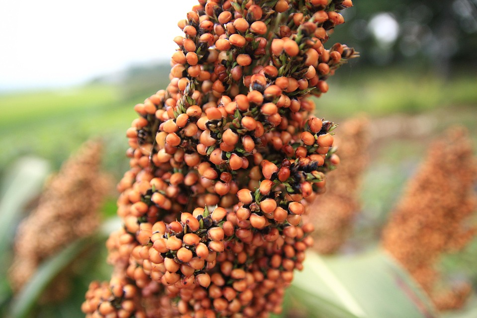Sorghum: Die neue Hoffnung für unsere Ernährungssicherheit!