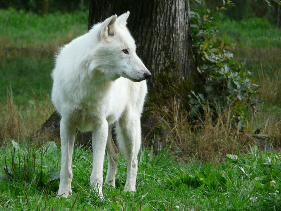 Entlaufener Wolf nach neun Tagen im Zoo gefeiert in Südkorea