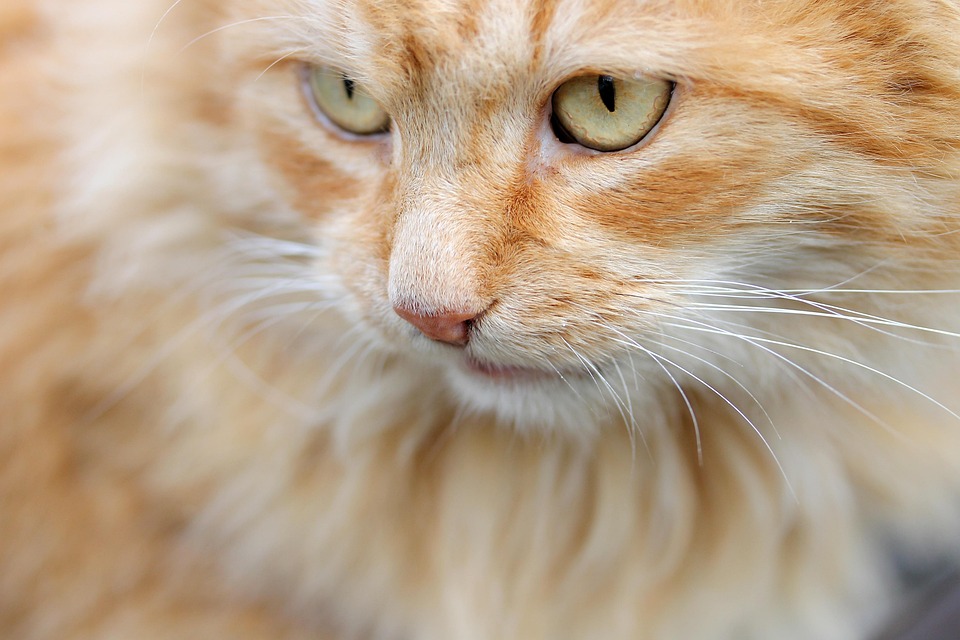 Katzen oder Hunde? In Ostasien gewinnen Katzen an Beliebtheit